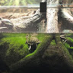 Meet your Posher, Rainbow ag